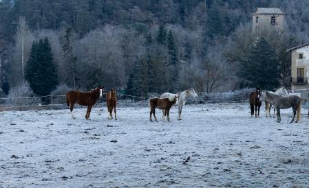 Sant Sadurní d'Osormort con caballos entre la hierba helada.
