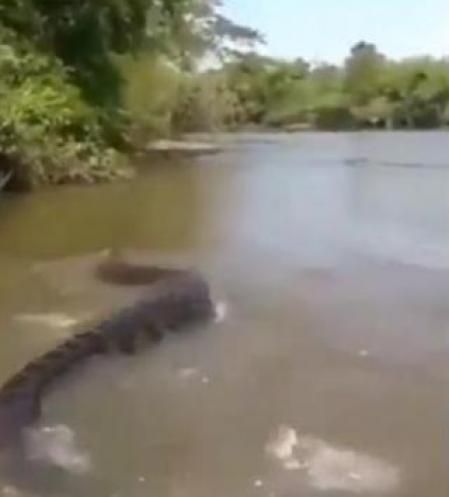 Las autoridades multaron al pescador y a sus acompañantes por molestar a la serpiente