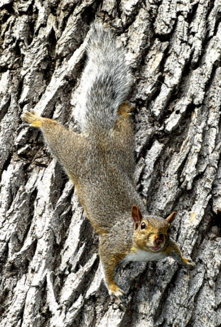 Día Mundial de la Ardilla.