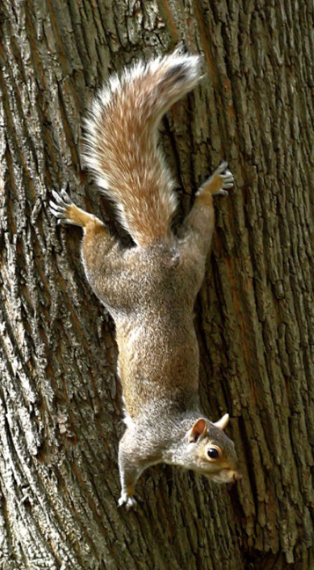 Día Mundial de la Ardilla.
