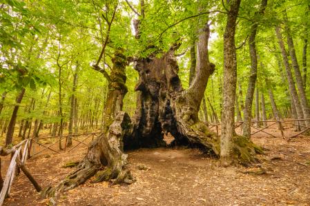 El Abuelo es el castaño más antiguo de El Tiemblo