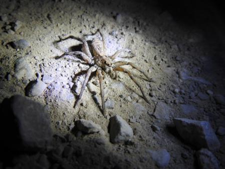 El ritual de la bolsa de seda de la araña.