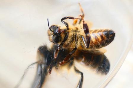 Abeja fotografiada en Pedralbes.