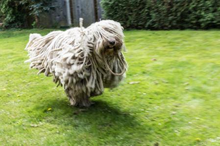 Un perro komodor corre por un jardín