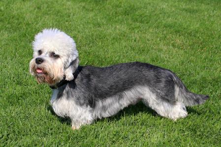 Ejemplar de Dandie Dinmont Terrier