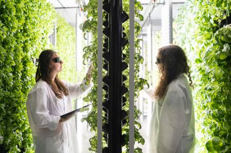 Los sistemas Groots utilizan la hidroponía y Vertical Farming, lo que le permite ahorros del 94% de agua respecto a la agricultura tradicional y evitar la deforestación