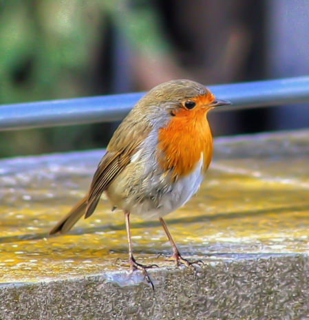 Retrato del petirrojo en Llançà.