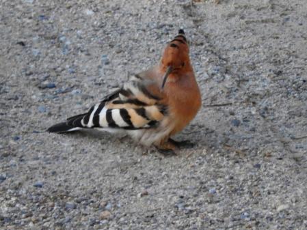 Abubilla retratada en Pedralbes.