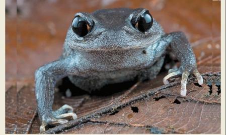 'Leptobrachium lunatum'  .