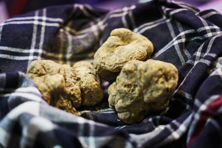 Trufa blanca o 'Tuber Magnatum'