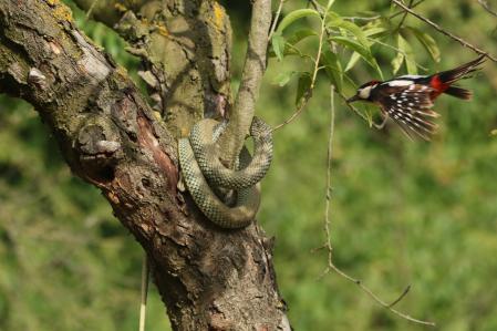 Pájaro carpintero y la culebra.