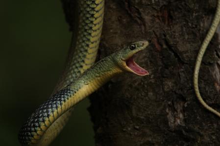 Pájaro carpintero y la culebra.