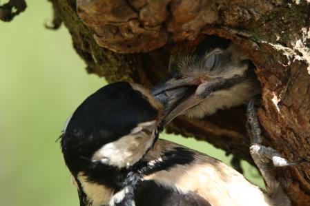 El picaminos con ceba.