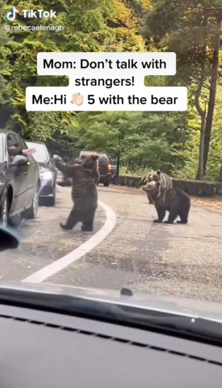 El animal se acercó al vehículo a dos patas para saludar al conductor