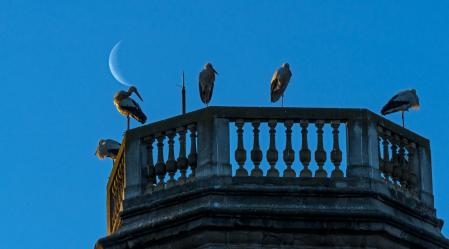 Cigüeñas con la luna menguante en uno de los campanarios de Santa Maria d'Olost.