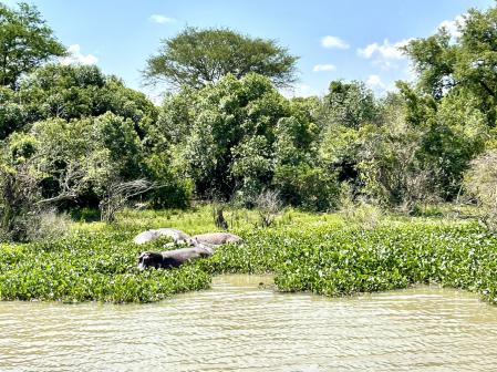 Un grupo de hipopótamos en la orilla del Nilo Blanco.