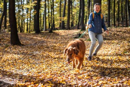 Un perro tira fuerte de la correa en un paseo por el bosque