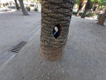 Nido de ratas en una de las palmeras del parque de Joan Miró
