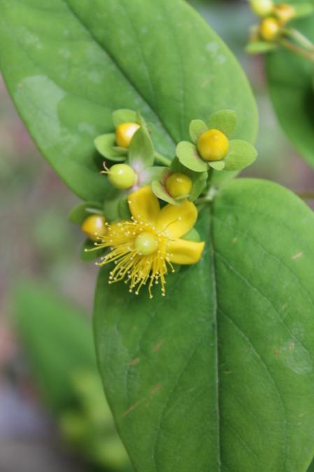 Androsemo en Collserola.