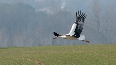 La cigüeña en Manlleu.