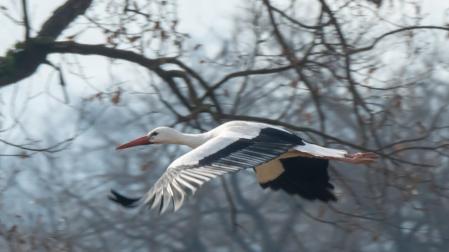 La cigüeña en Manlleu.