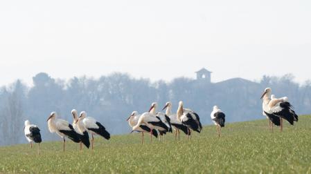La cigüeña en Manlleu.