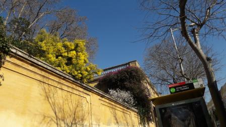 Mimosa y almendro en Barcelona.