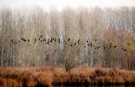 Día Mundial de los Humedales.