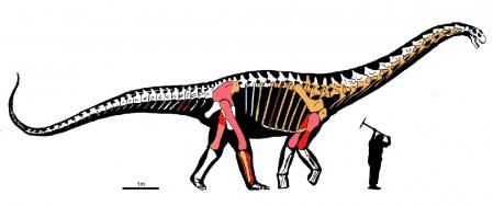 Silueta de Abditosaurus kuehnei donde se muestran en distintos colores los restos excavados en diferentes campañas de excavación. El color rosa claro corresponde a fósiles excavados durante el siglo pasado y que se han perdido