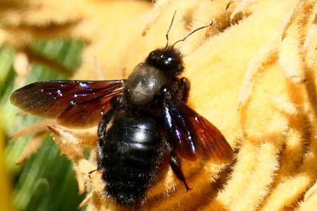 Abejorro carpintero en los jardines del monasterio de Pedralbes.