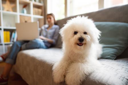 El bichon frise es una de las razas que suele citarse como hipoalergénica