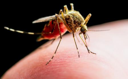 La nueva investigación aporta datos que complementan a la ya conocida capacidad de detección de los hambras de mosquito  .