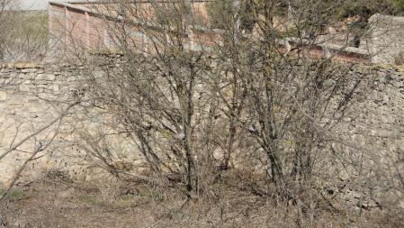 Reto visual: ¿Puedes ver a las cuatro tórtolas?