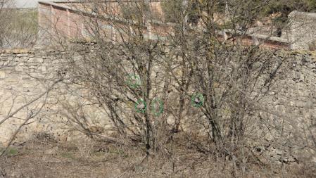 Aquí se puede ver señalizada la posición de las cuatro tórtolas.