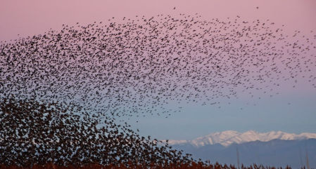 Estorninos en el Empordà.