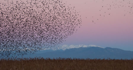 Estorninos en el Empordà.
