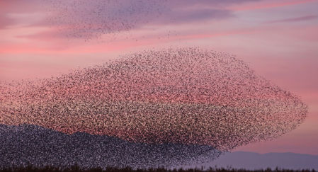 Estorninos en el Empordà.