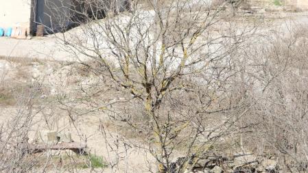 Reto visual: ¿Eres capaz de ver dónde está el gorrión en este árbol?