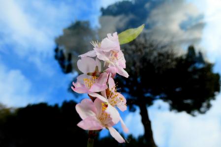 La flor del almendro.
