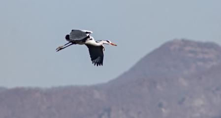 Una garza real volando entre el cielo y el paisaje.