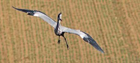 Garza sobrevolando un campo.