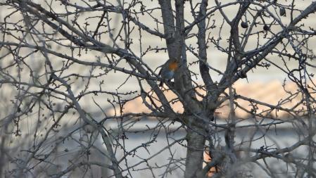 El petirrojo en el árbol.