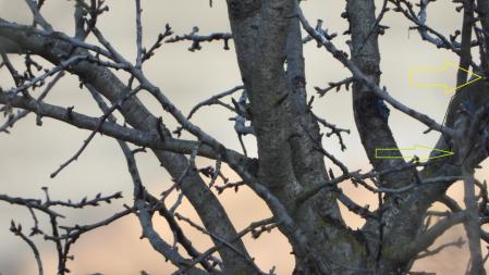 Solución al Reto visual del petirrojo.