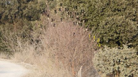 Solución al Reto visual de los 23 pájaros.