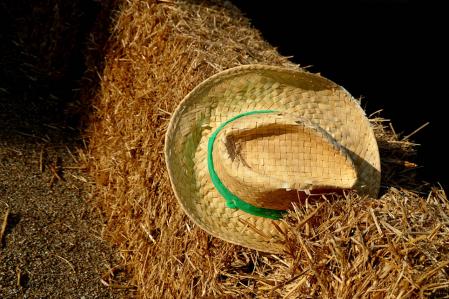 Recuperación del huerto medieval del monasterio de Pedralbes.