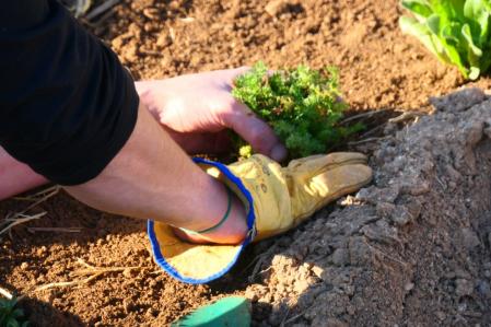 Recuperación del huerto medieval del monasterio de Pedralbes.