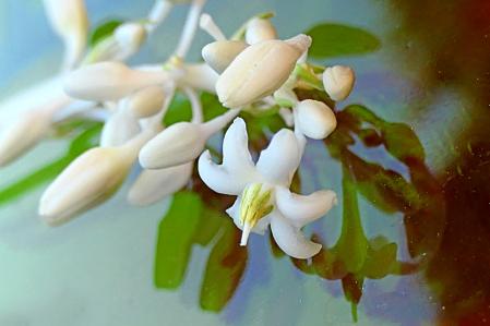 El lirio de los valles japonés.