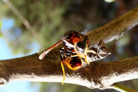 Avispa asiática decapitando a una abeja.