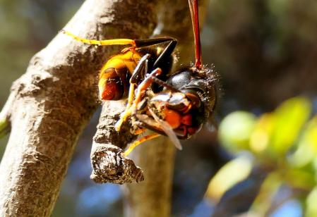 Avispa asiática decapitando a una abeja.