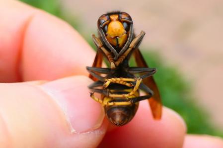 Avispa asiática retratada, muerta, en los jardines del monasterio de Pedralbes.
